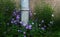 Purple bellflower growing near a drain