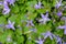 Purple bellflowers in a garden