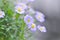 Purple Bellis perennis or daisy flower