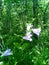 Purple bells on the background of the forest