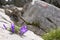 Purple bells rise from the stone, surrounded by rock