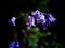 Purple Bells of Scillia