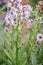 Purple Berkheya purpurea, flowering plant