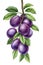 Purple berries , Branch plum on isolated white background, botanical illustration hand drawn watercolor, ripe fruit