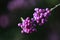 Purple berries of Callicarpa bodinieri, Beauty bush