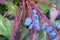 Purple berries on a holly bush