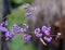 Purple berries in winter