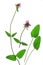 Purple betony, common hedgenettle Betonica officinalis, Stachys officinalis