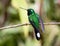 Purple-bibbed Whitetip (Urosticte benjamini)