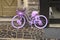 Purple bicycle with lavender.