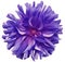 Purple big flower, pink center on a white background isolated with clipping path. Closeup. big shaggy flower. for design.