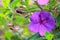 Purple Bignonia