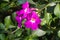 Purple Bignonia flower