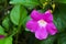 Purple Bignonia flower