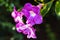 Purple Bignonia flowers