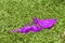 Purple bikini on green grass, drying women swim wear on the lawn