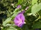 Purple bindweed