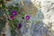 Purple bindweed bloom against a stone wall