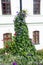 Purple bindweed in colorful flowerbed, column in front of windows