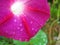 Purple bindweed convolvulus with water drops macro photo