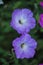 Purple bindweed flowers macro shot