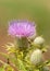 Purple bloom of a Canada thistle