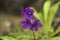 Purple bloom of Primula macrophylla, Uttarakhand, India