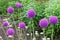 Purple blooming Allium flowers details, Japanese gardens, Japan