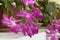 Purple blooming of a beautiful Schlumbergera which is called the Christmas cactus