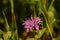 Purple Blooming Bee Balm Flower Blossom in Nature