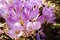 Purple blooming colchicum autumnale flowers - Autumn flower under early morning soft sunlight. Family name Colchicaceae,