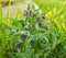 Purple blooming Common Comfrey against its blurred natural background