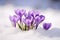 Purple blooming crocus flowers growing between snow during late winter or early spring