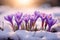 Purple blooming crocus spring flowers growing between snow during late winter or early spring