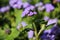 Purple blooming flower Ageratum