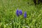 Purple blooming flower Mouse hyacinth in the garden. Spring season