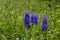 Purple blooming flower Mouse hyacinth in the garden. Spring season