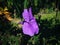 Purple Blooming Of Flower Ruellia Simplex Or Mexican Petunia Flowering Plant In The Garden