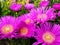 Purple blooming flowers Carpobrotus edulis  Carpobrotus acinaciformis  in green foliage