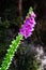 Purple blooming foxgloves at Coromandel Coastal Walkway at Coromandel Peninsula, Northland, New Zealand