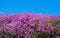 Purple blooming heath field