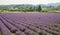 Purple blooming lavender field in Provence region of France