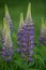 Purple blooming lupines in a garden