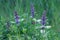 Purple blooming nature background. Medicinal healthy herb. Wild Agastache in summer green meadow. Green leaves in forest