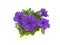 Purple blooming petunia flower in pot top angle isolated