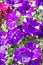Purple blooming petunias