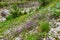 Purple blooming rock thyme (Acinos alpinus) flowers