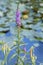 Purple blooming spiked loosestrife Lythrum salicaria a orange day-lily Hemerocallis fulva below and a pond filled with water l