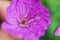 Purple blooming Spiraea salicifolia flowers.