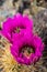 The purple blooms of the hedgehog cactus (Echinocereus triglochidiatus), or Claretcup cactus of Arizona